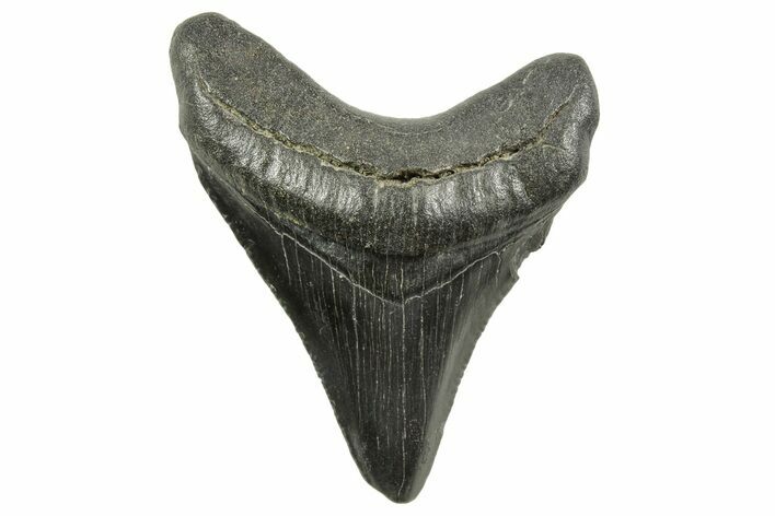 Serrated, Juvenile Megalodon Tooth - South Carolina #375966